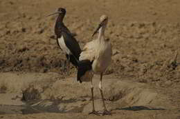 Ciconia ciconia ciconia (Linnaeus 1758) resmi