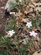 Image of Big Bear Valley phlox