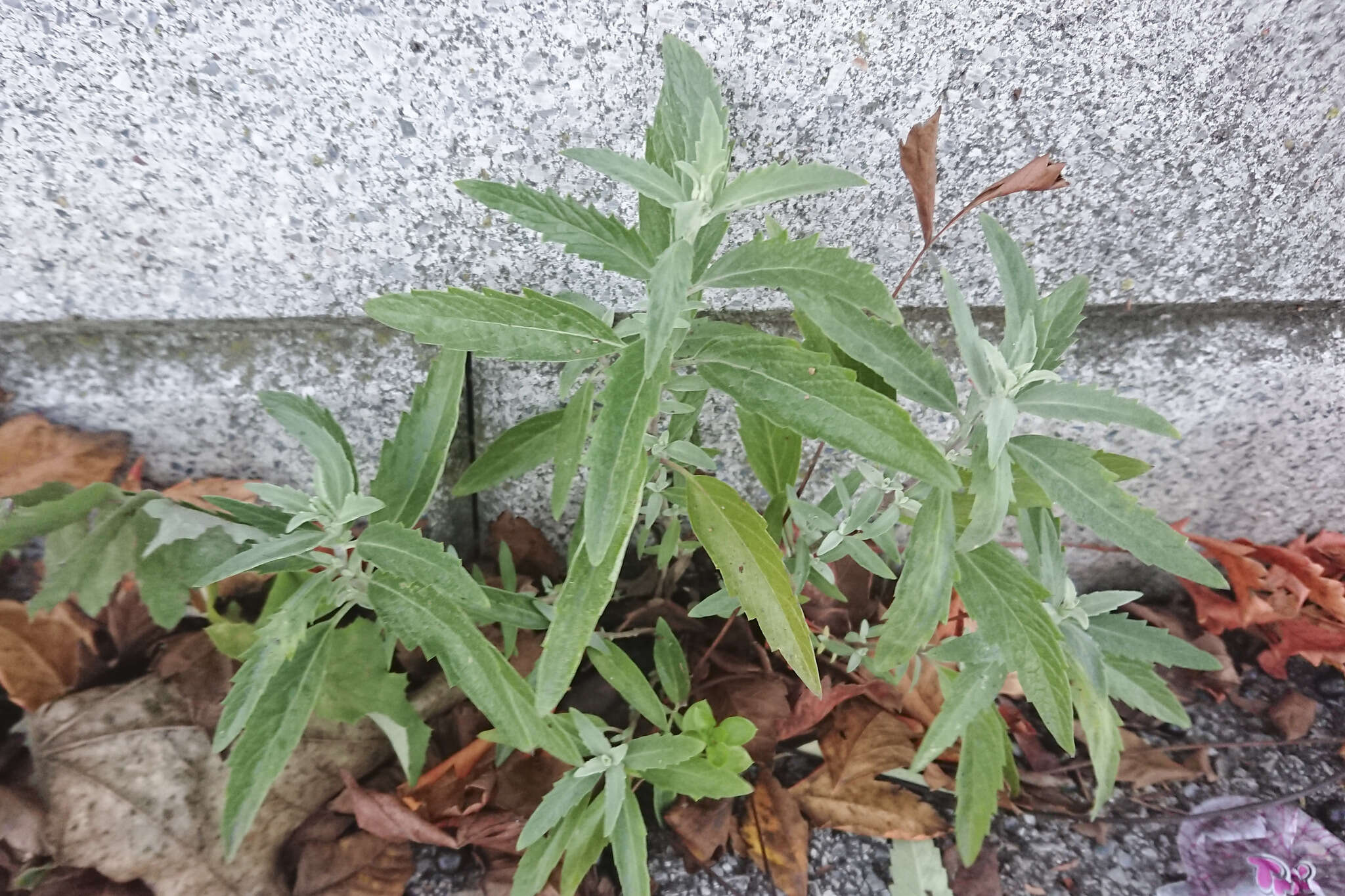 Imagem de Caryopteris clandonensis A. Simmonds