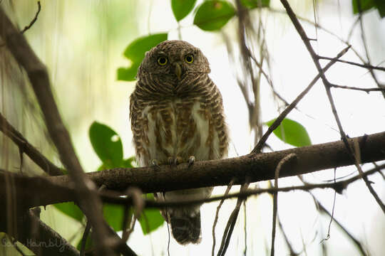 Image of Glaucidium cuculoides bruegeli (Parrot 1908)