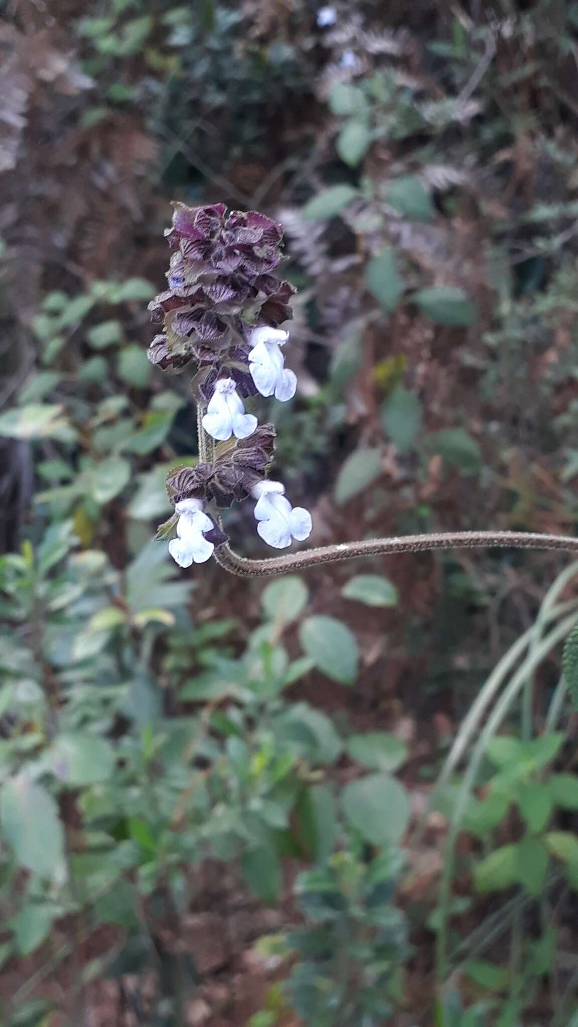 Image de Salvia mocinoi Benth.