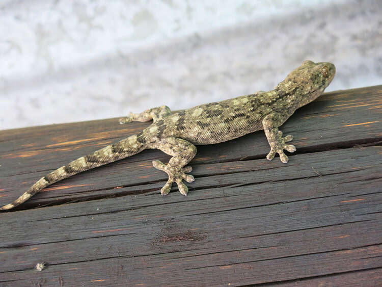 Image of Wahlberg's Velvet Gecko