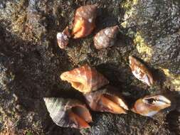 Image of Florida Rock Shell