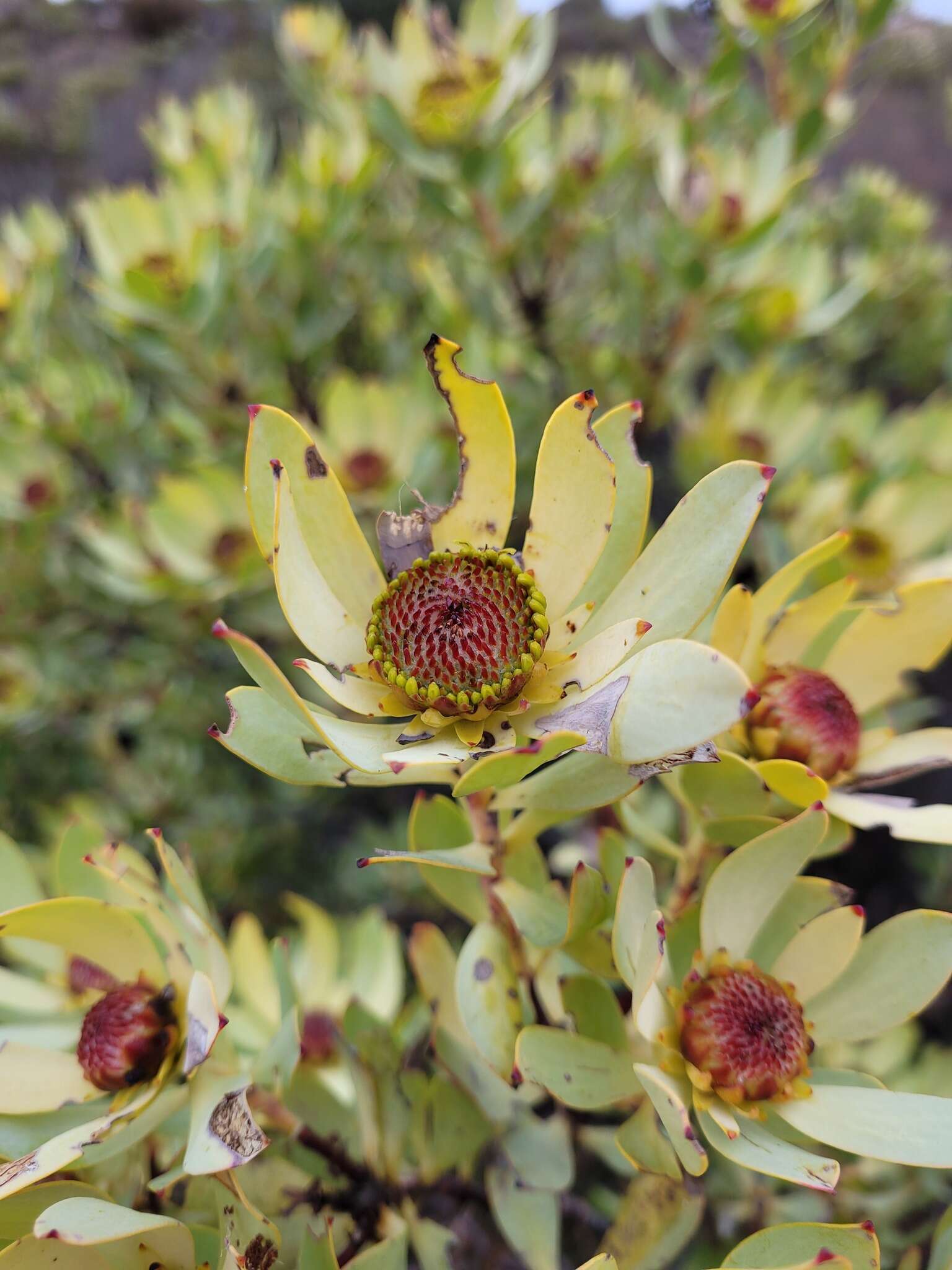 Image de Leucadendron roodii Bolus