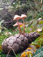 Image of Mycena seynii Quél. 1877