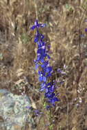 Image of San Bernardino larkspur