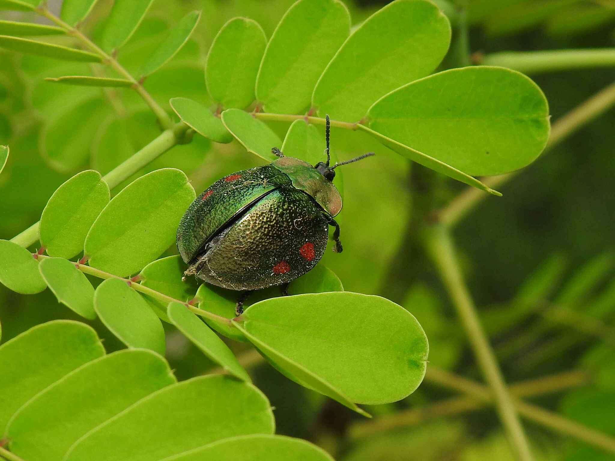 Plancia ëd Stolas discoides (Linnaeus 1758)