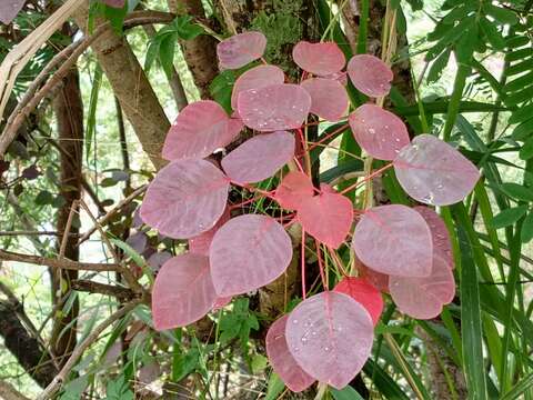 Image of Mexican shrubby spurge