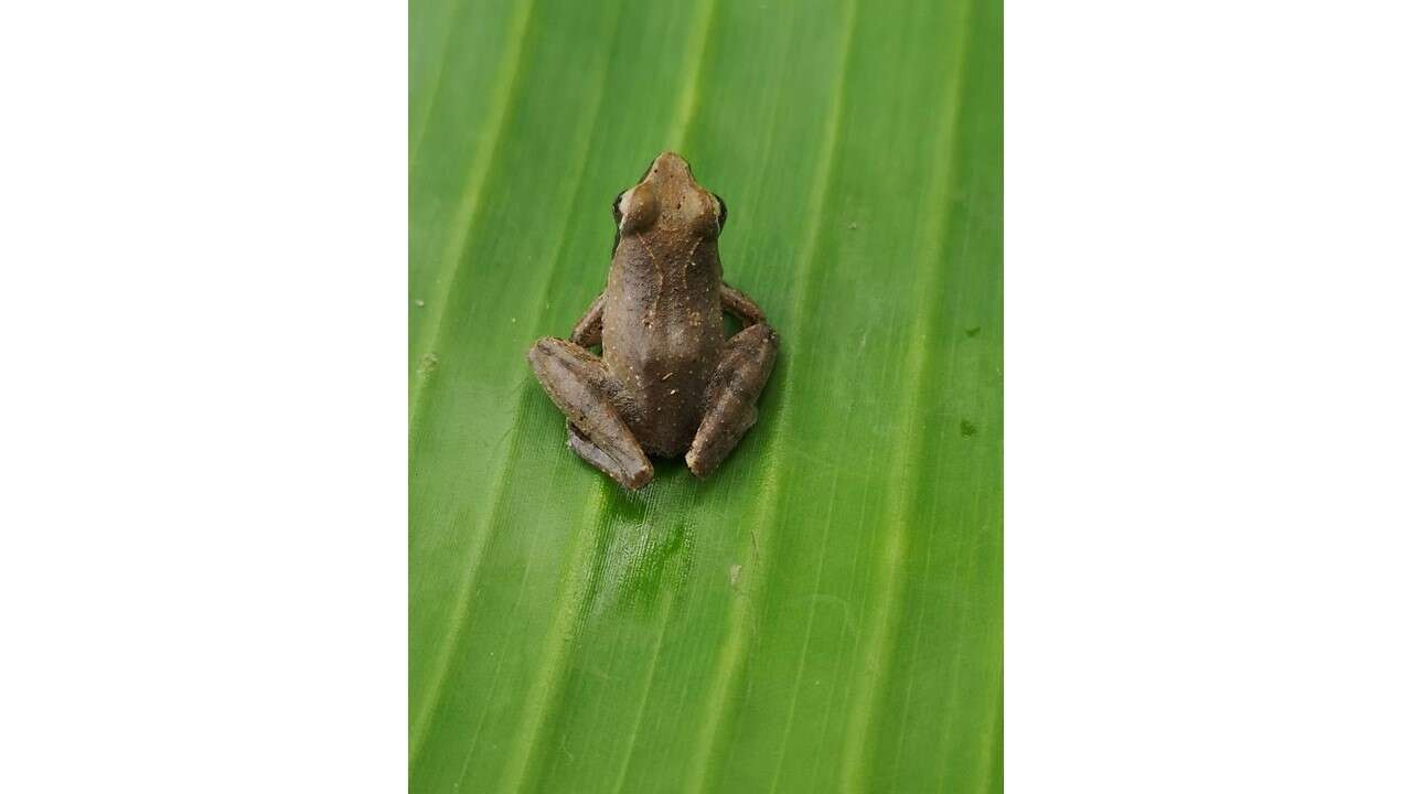 Imagem de Phrynobatrachus auritus Boulenger 1900