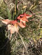 Image of Gladiolus miniatus Eckl.