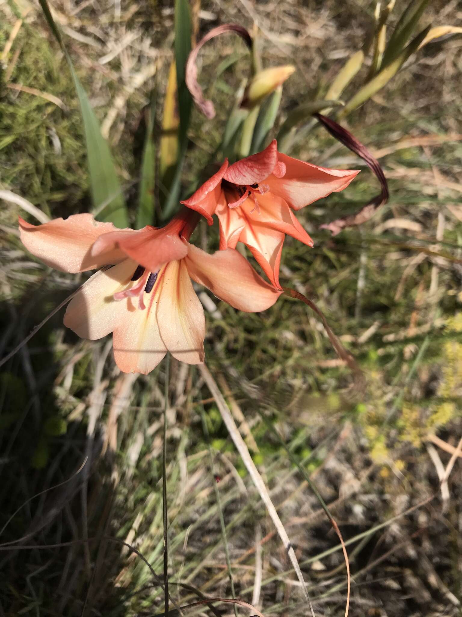 Gladiolus miniatus Eckl. resmi