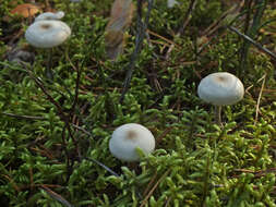 Image de Clitocybe à centre brun