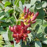 Image of Mucuna coriacea Baker