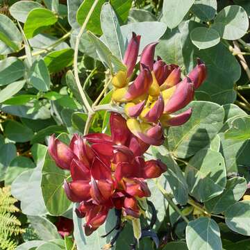 Image of Mucuna coriacea Baker