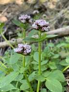 Image of Scouler's Valerian