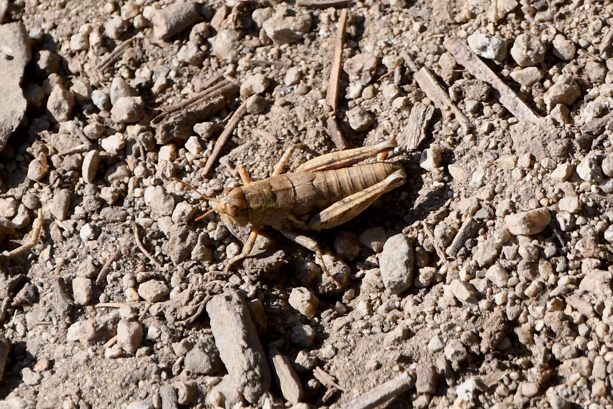 Oedaleonotus borckii (Stål 1861)的圖片