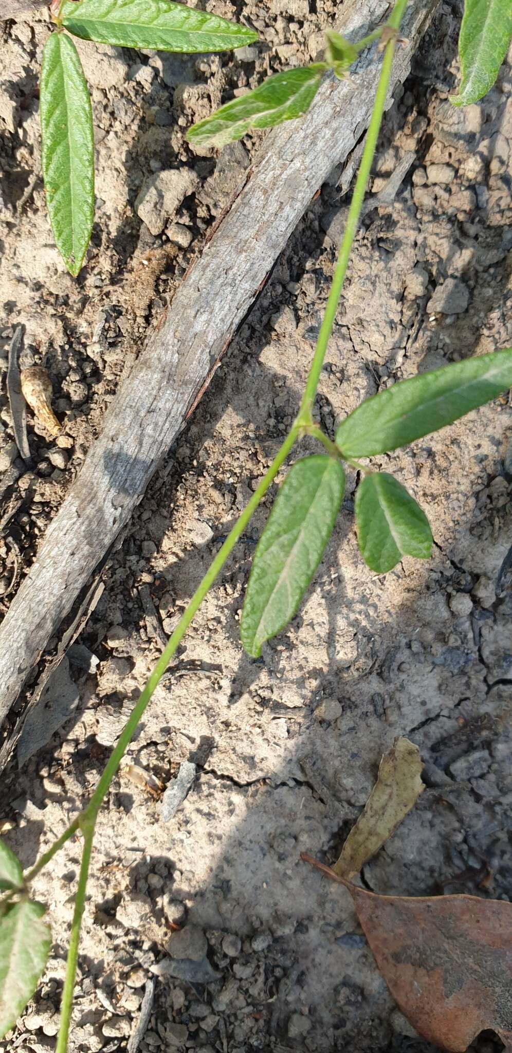 Image of Desmodium varians (Labill.) G. Don