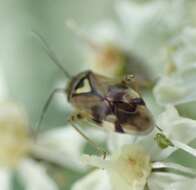 Image de Orthops basalis (A. Costa 1853)