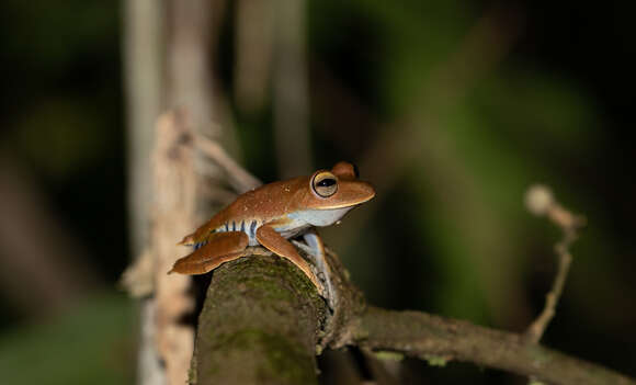 Image of Convict Tree Frog