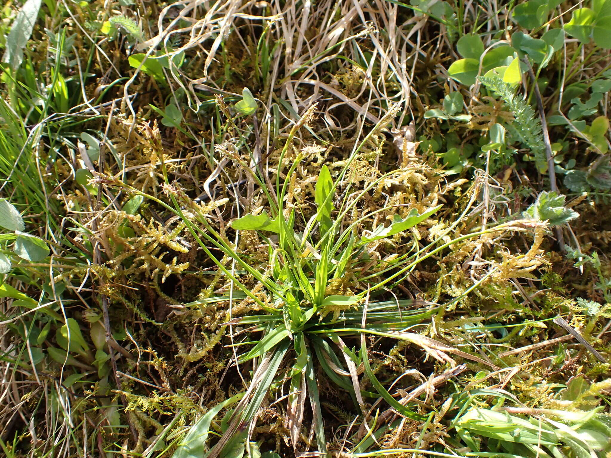 Image of Carex ornithopoda Willd.