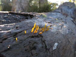 Image de Calocera guepinioides Berk. 1845