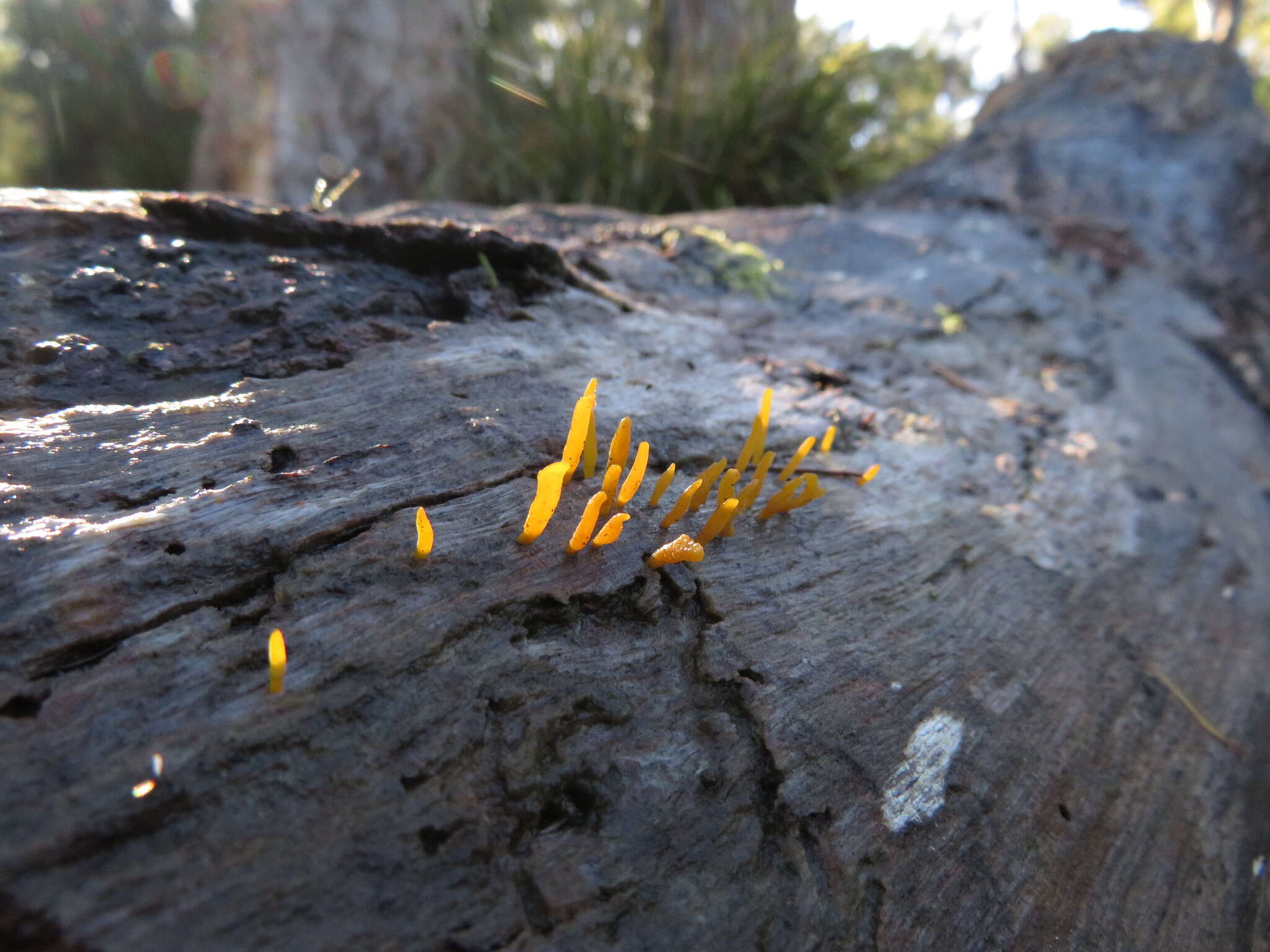 Image of Calocera guepinioides Berk. 1845