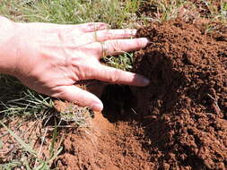 Image of Plains Pocket Gopher