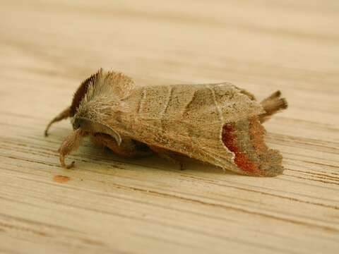 Clostera curtula Linnaeus 1758的圖片