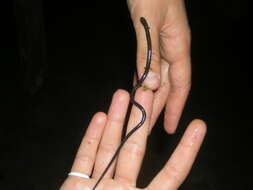 Image of Cienega Colorado Worm Salamander