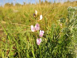 Astragalus miser Dougl. resmi