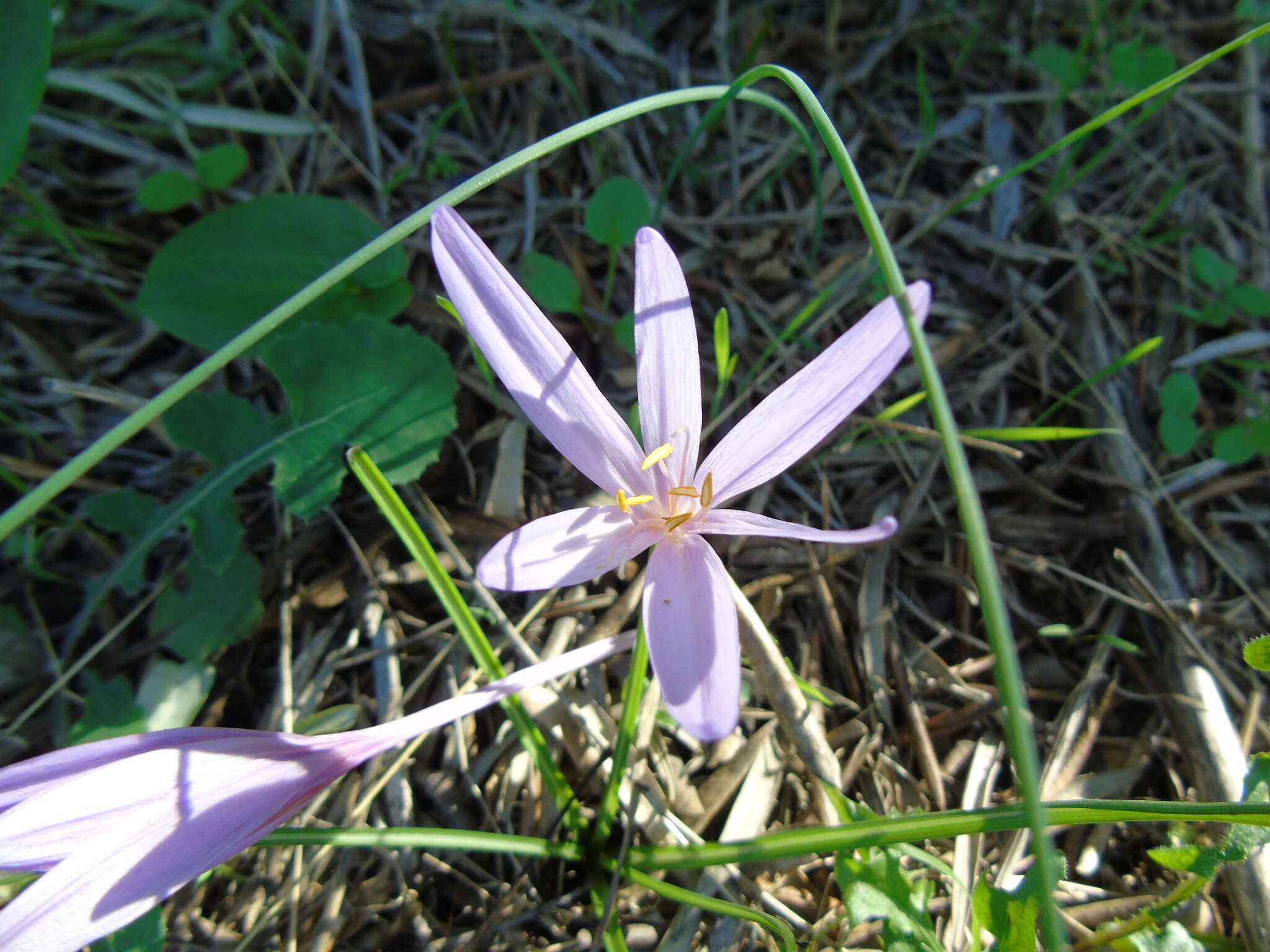 Image of Colchicum cupanii Guss.