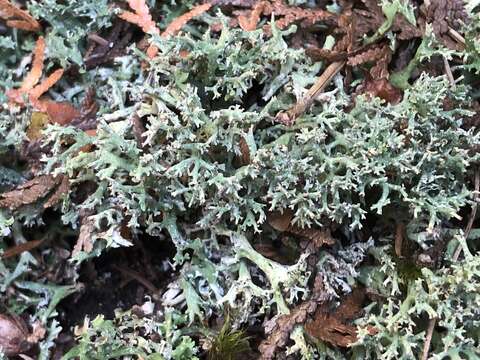 Image of Cladonia turgida Ehrh. ex Hoffm.