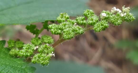 Image of West Indian woodnettle