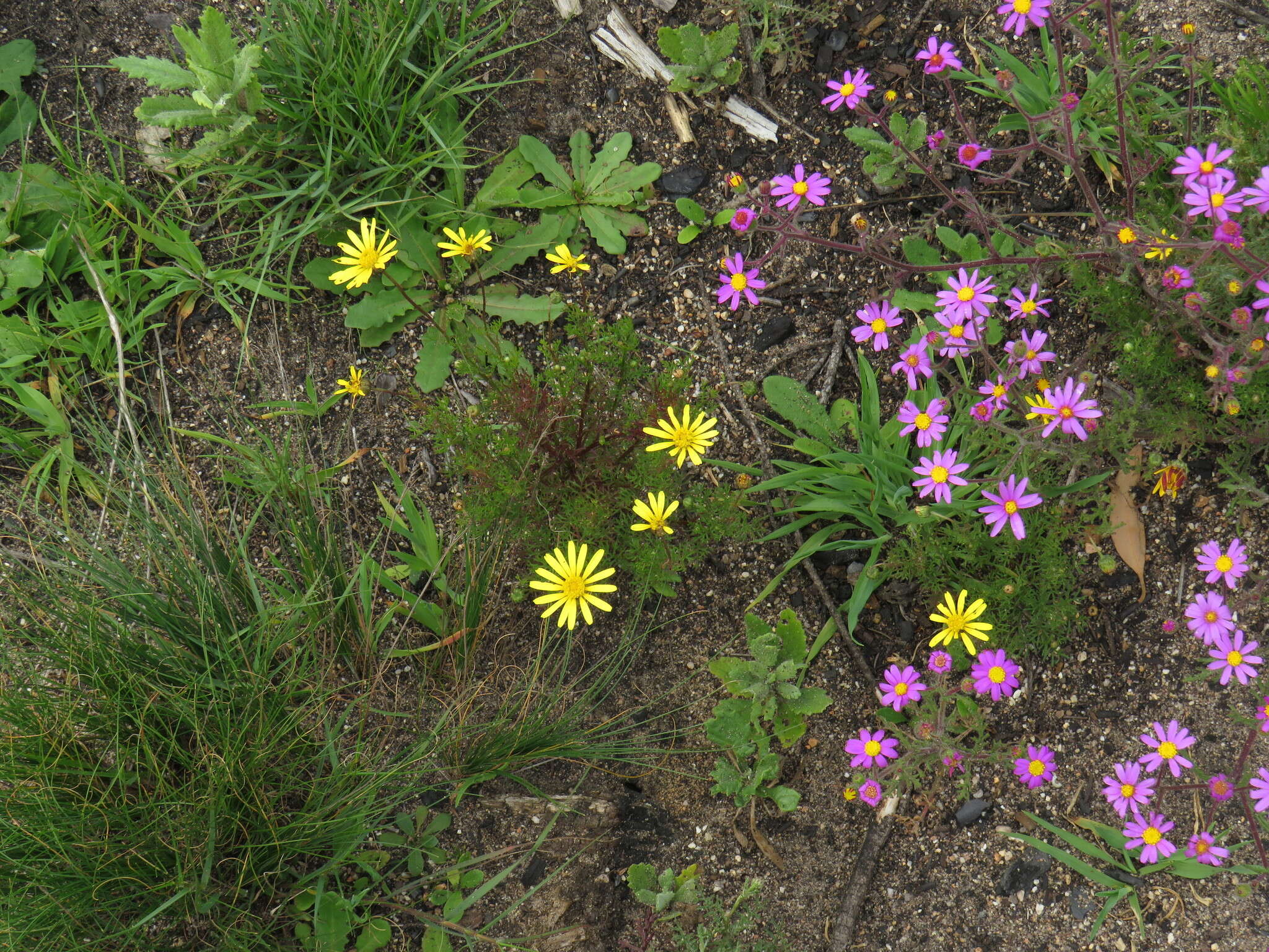 Ursinia anthemoides (L.) Poir. resmi