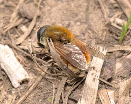 صورة Cheilosia chrysocoma (Meigen 1822)