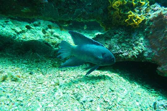 Paraplesiops meleagris (Peters 1869) resmi