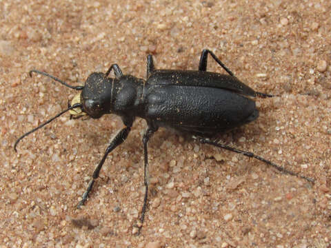 Image of Black-bellied tiger beetle