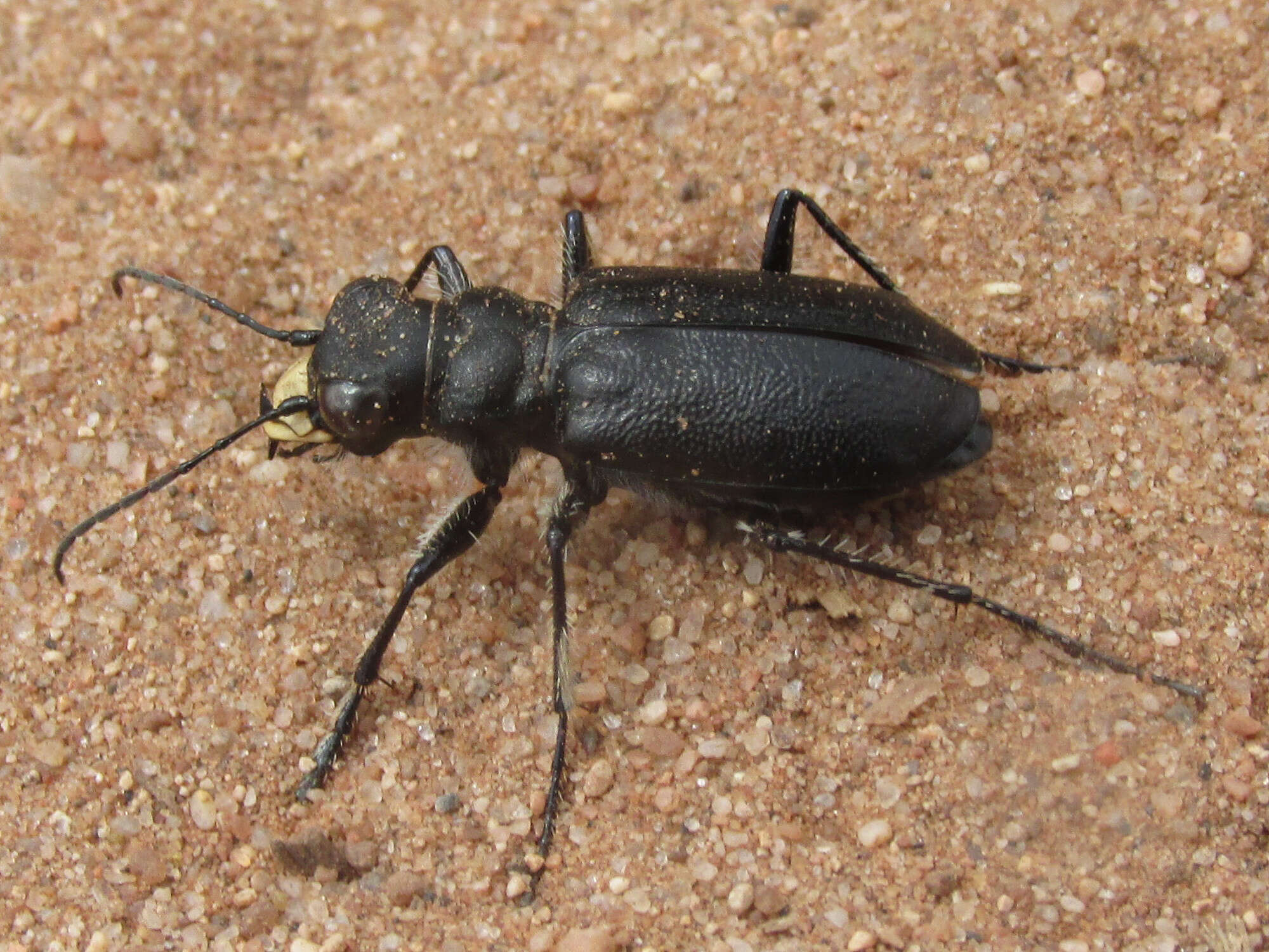 Image of Black-bellied tiger beetle