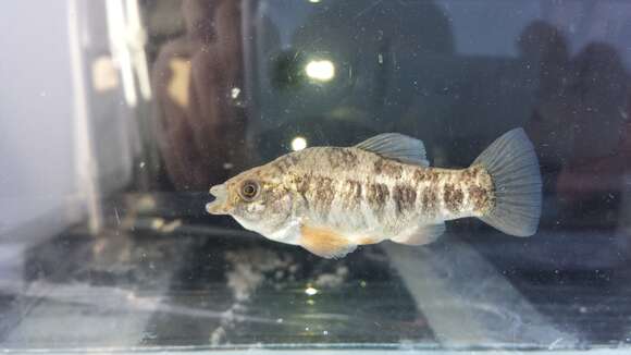 Image of Pecos pupfish