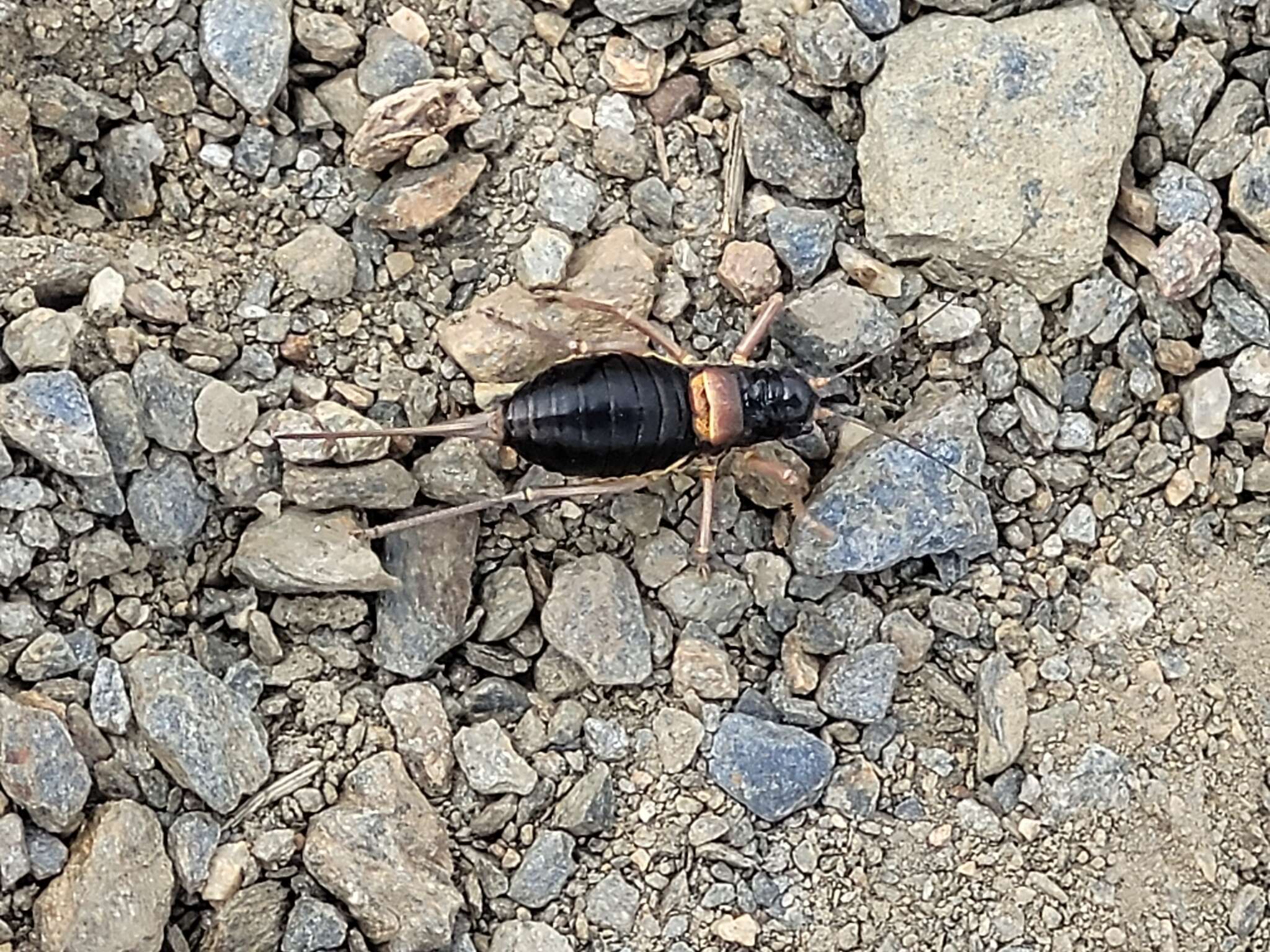 Image of Sierra Nevadan Saddle Bush-cricket