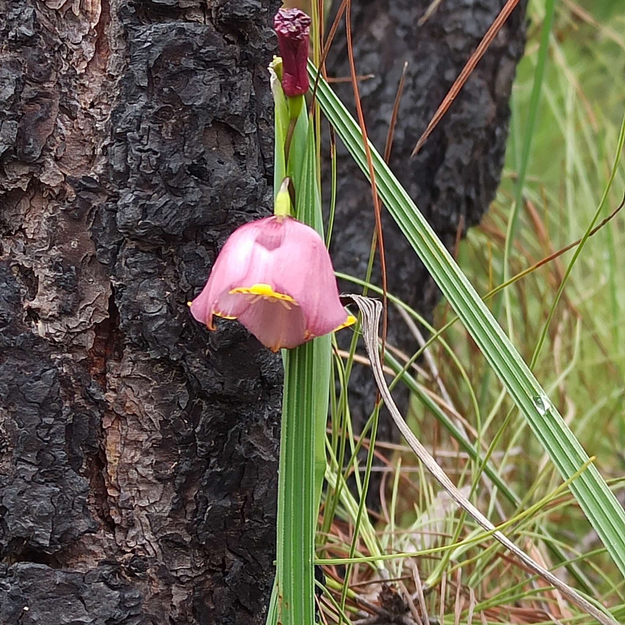 Image of Tigridia meleagris (Lindl.) G. Nicholson