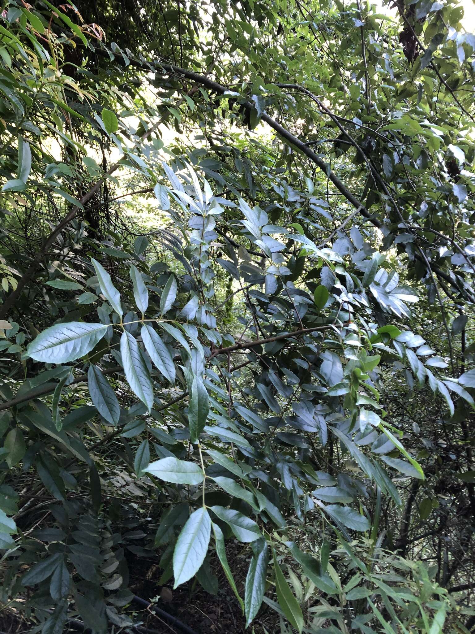 Image of Meliosma rhoifolia Maxim.