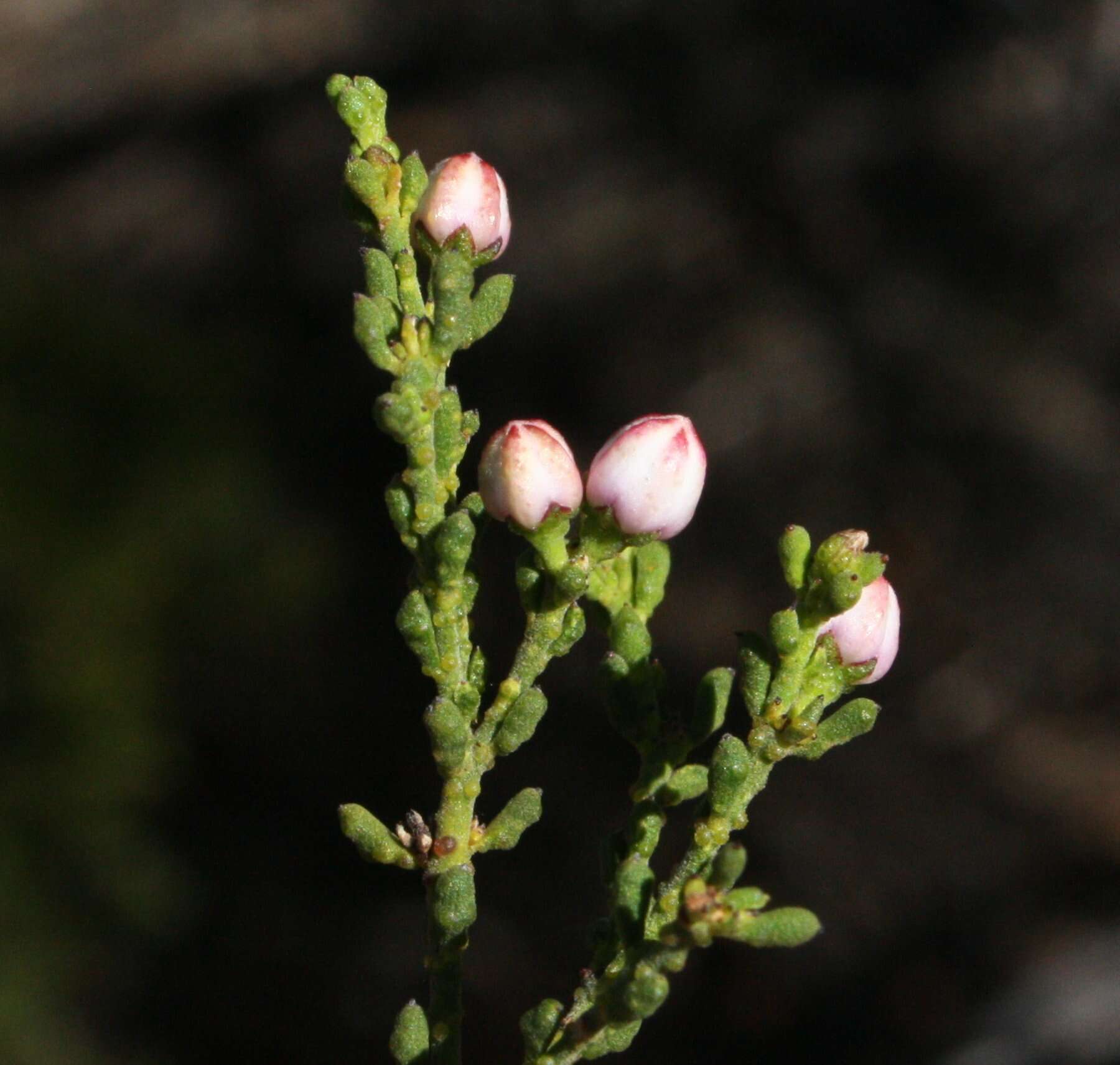 Image of Philotheca tomentella (Diels) Paul G. Wilson