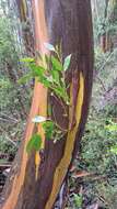 Image of Eucalyptus subcrenulata Maiden & Blakely