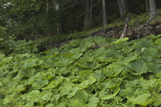 Image of Petasites japonicus subsp. giganteus (F. Schmidt ex Trautv.) Kitam.