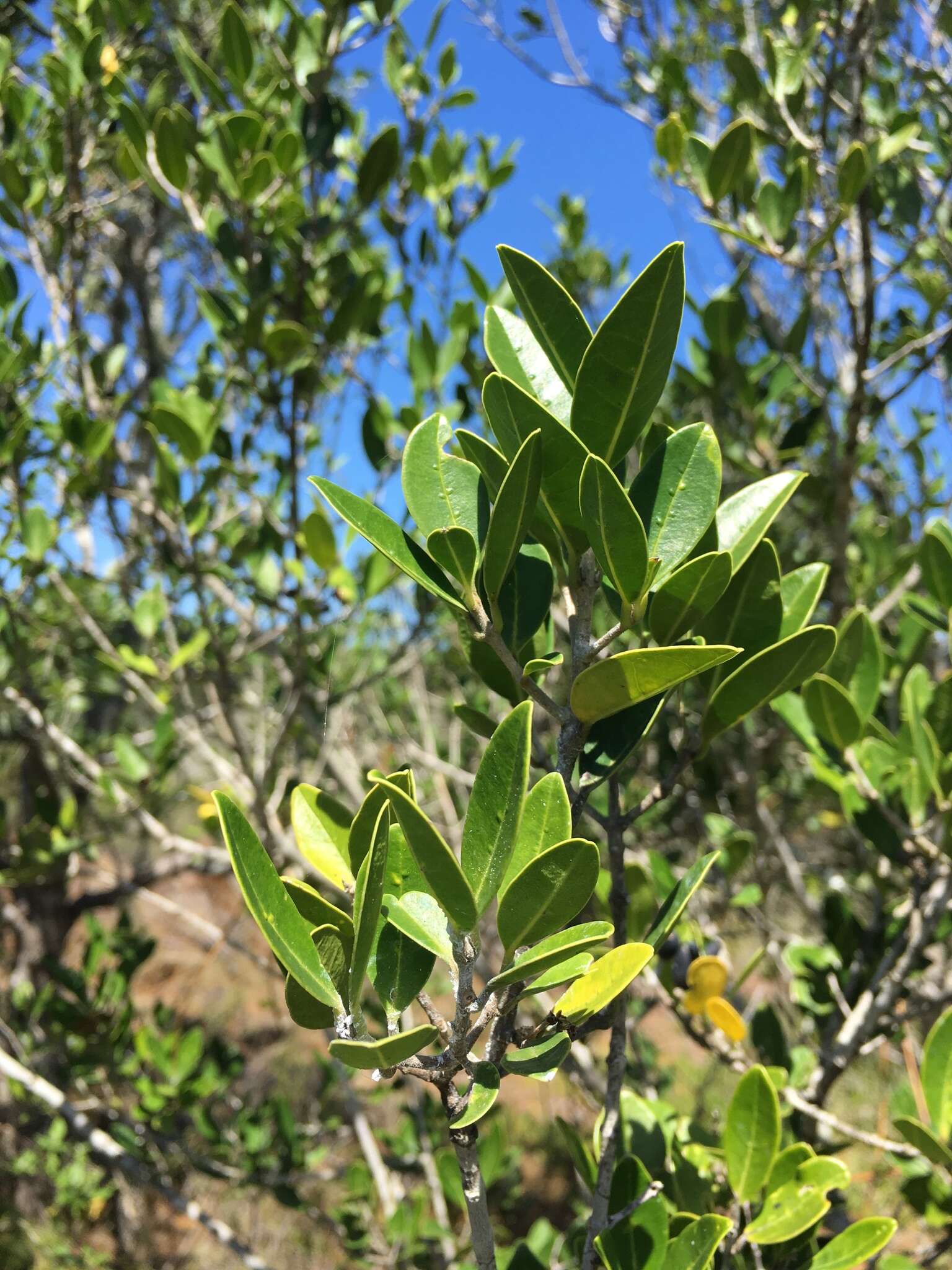 Слика од Noronhia foveolata (E. Mey.) Hong-Wa & Besnard