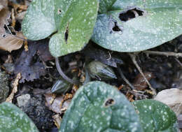 Image of Asarum rigescens var. brachypodion T. Sugaw.