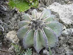 Image of Aztekium hintonii Glass & W. A. Fitz Maur.