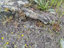 Imagem de Dudleya abramsii subsp. setchellii (Jeps.) Moran