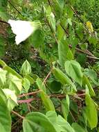 Sivun Hibiscus moscheutos subsp. lasiocarpos (Cav.) O. J. Blanch. kuva